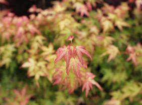 Javor dlanitolistý 'Bi-hoo' - Acer palmatum 'Bi-hoo'