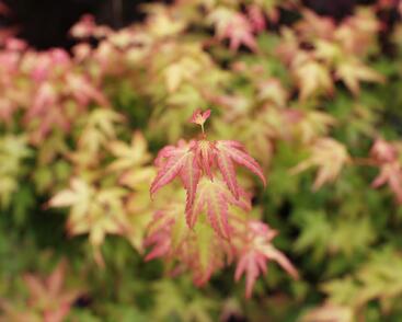 Javor dlanitolistý 'Bi-hoo'