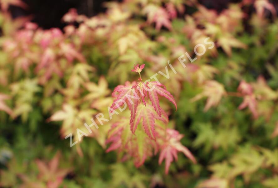 Javor dlanitolistý 'Bi-hoo' - Acer palmatum 'Bi-hoo'