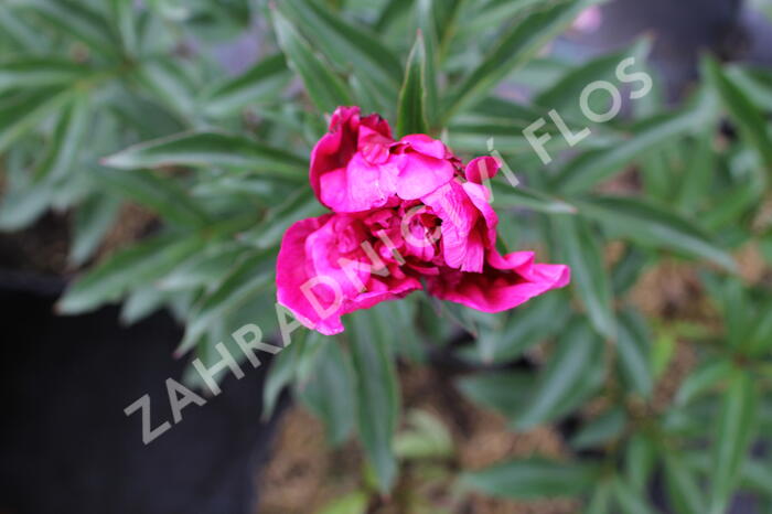 Pivoňka bělokvětá 'Inspecteur Lavergne' - Paeonia lactiflora 'Inspecteur Lavergne'