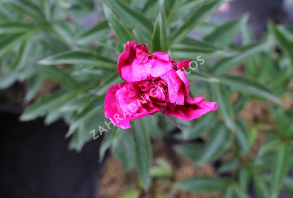 Pivoňka bělokvětá 'Inspecteur Lavergne' - Paeonia lactiflora 'Inspecteur Lavergne'