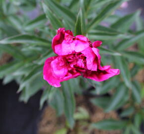 Pivoňka bělokvětá 'Inspecteur Lavergne' - Paeonia lactiflora 'Inspecteur Lavergne'