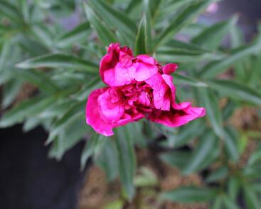 Pivoňka bělokvětá 'Inspecteur Lavergne'