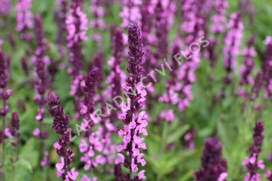 Šalvěj nádherná 'Edula Rose' - Salvia superba 'Edula Rose'