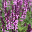 Šalvěj nádherná 'Edula Rose' - Salvia superba 'Edula Rose'