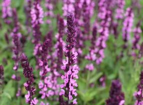 Šalvěj nádherná 'Edula Rose' - Salvia superba 'Edula Rose'