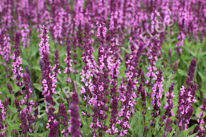 Šalvěj nádherná 'Edula Rose' - Salvia superba 'Edula Rose'