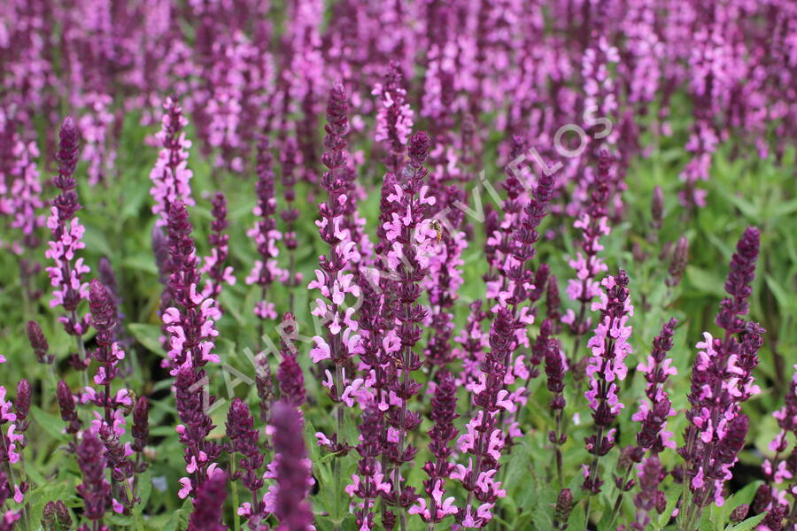 Šalvěj nádherná 'Edula Rose' - Salvia superba 'Edula Rose'