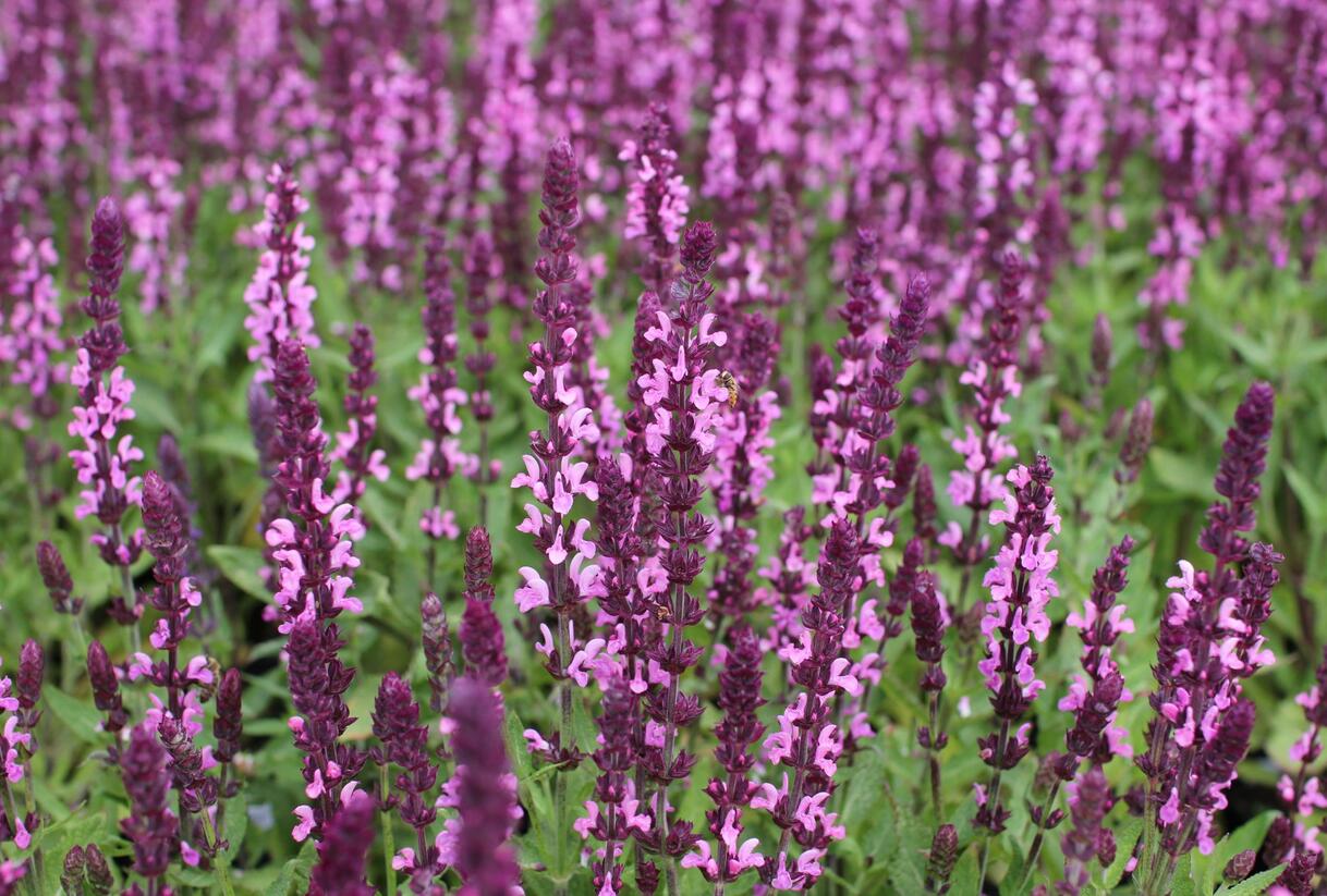 Šalvěj nádherná 'Edula Rose' - Salvia superba 'Edula Rose'