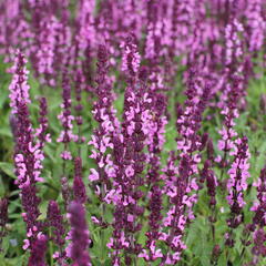 Šalvěj nádherná 'Edula Rose' - Salvia superba 'Edula Rose'