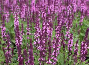 Šalvěj nádherná 'Edula Rose' - Salvia superba 'Edula Rose'