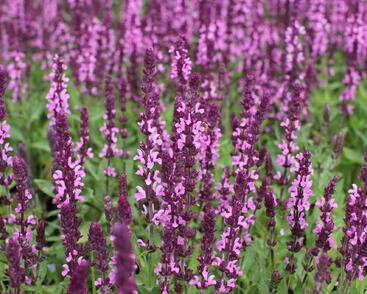 Šalvěj nádherná 'Edula Rose'