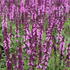 Salvia superba 'Edula Rose'.JPG