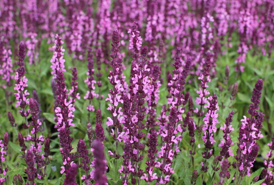 Šalvěj nádherná 'Edula Rose' - Salvia superba 'Edula Rose'