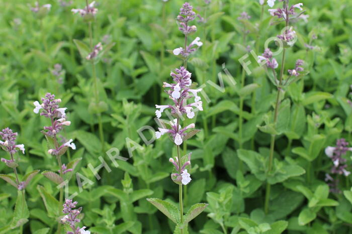 Šanta velkokvětá 'Florina' - Nepeta grandiflora 'Florina'