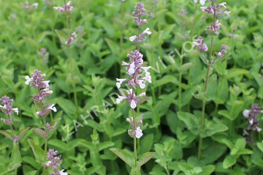 Šanta velkokvětá 'Florina' - Nepeta grandiflora 'Florina'