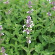 Šanta velkokvětá 'Florina' - Nepeta grandiflora 'Florina'