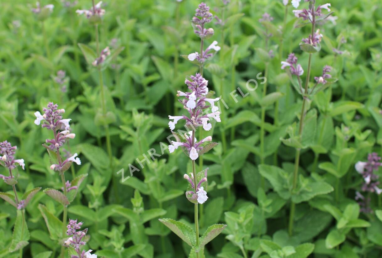 Šanta velkokvětá 'Florina' - Nepeta grandiflora 'Florina'