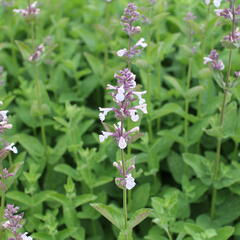 Šanta velkokvětá 'Florina' - Nepeta grandiflora 'Florina'