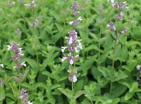 Šanta velkokvětá 'Florina' - Nepeta grandiflora 'Florina'