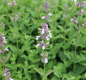 Šanta velkokvětá 'Florina' - Nepeta grandiflora 'Florina'