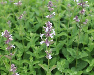 Šanta velkokvětá 'Florina'