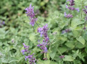 Šanta hroznovitá - Nepeta racemosa