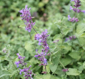 Šanta hroznovitá - Nepeta racemosa