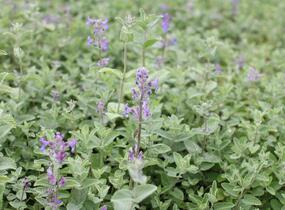 Šanta hroznovitá - Nepeta racemosa