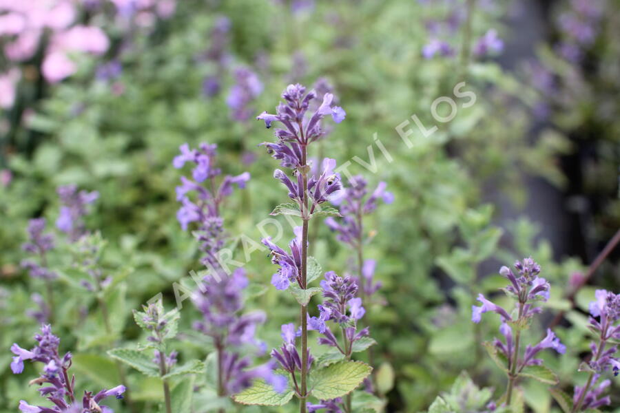 Šanta hroznovitá 'Blue Wonder' - Nepeta racemosa 'Blue Wonder'