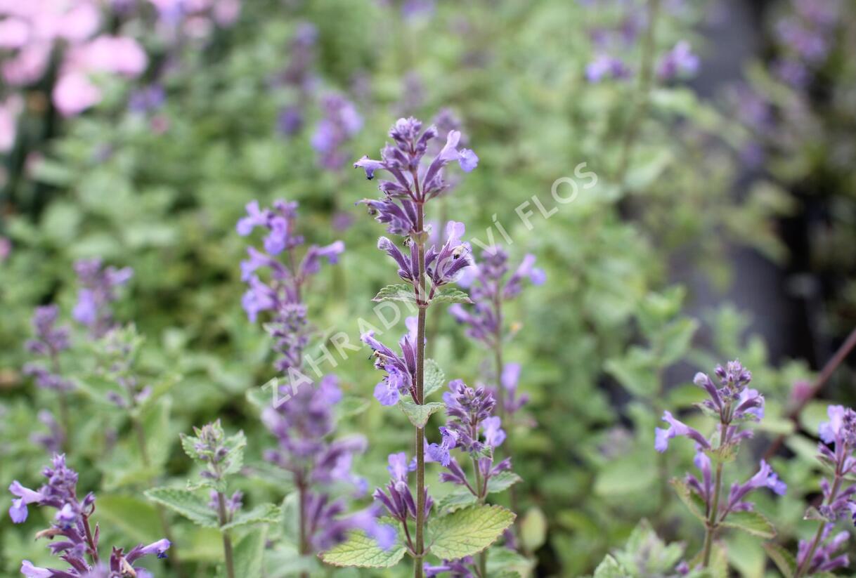 Šanta hroznovitá 'Blue Wonder' - Nepeta racemosa 'Blue Wonder'