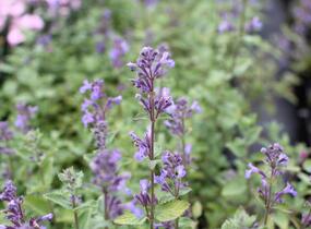 Šanta hroznovitá 'Blue Wonder' - Nepeta racemosa 'Blue Wonder'