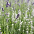 Levandule úzkolistá 'Lamorosia Duo Summer' - Lavandula angustifolia 'Lamorosia Duo Summer'