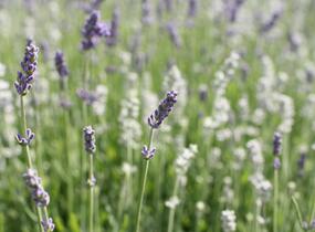 Levandule úzkolistá 'Lamorosia Duo Summer' - Lavandula angustifolia 'Lamorosia Duo Summer'