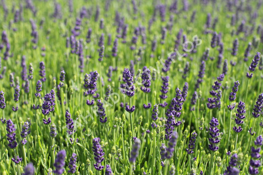 Levandule úzkolistá 'Not Normal Compact Blue' - Lavandula angustifolia 'Not Normal Compact Blue'