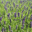 Levandule úzkolistá 'Not Normal Compact Blue' - Lavandula angustifolia 'Not Normal Compact Blue'
