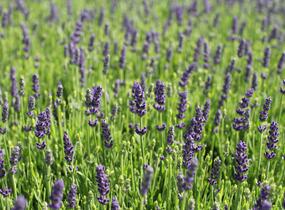 Levandule úzkolistá 'Not Normal Compact Blue' - Lavandula angustifolia 'Not Normal Compact Blue'