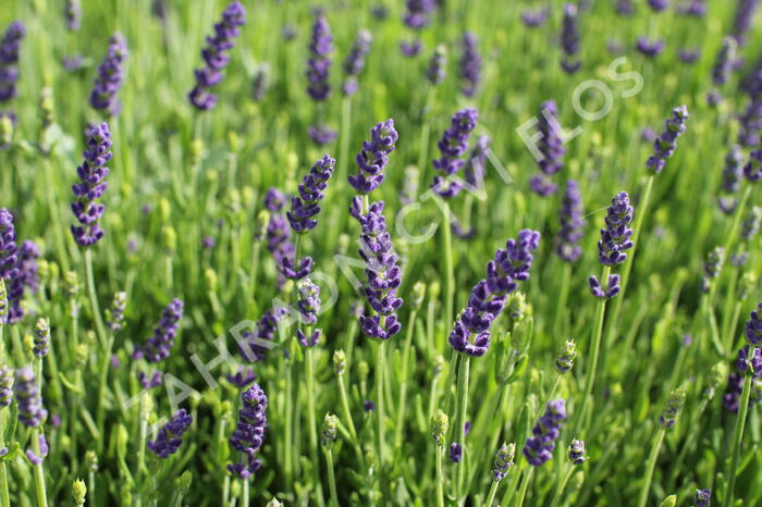 Levandule úzkolistá 'Not Normal Compact Blue' - Lavandula angustifolia 'Not Normal Compact Blue'