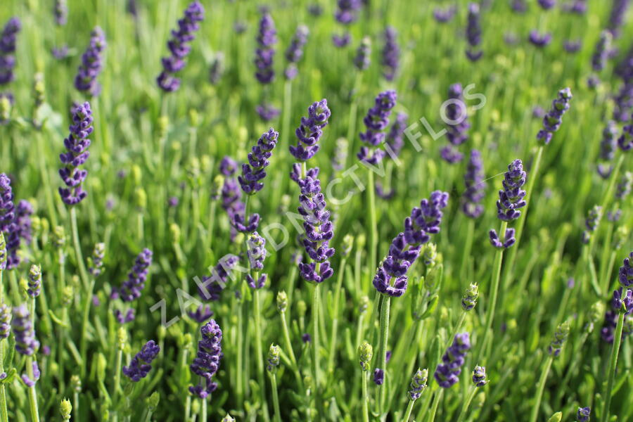 Levandule úzkolistá 'Not Normal Compact Blue' - Lavandula angustifolia 'Not Normal Compact Blue'