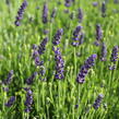 Levandule úzkolistá 'Not Normal Compact Blue' - Lavandula angustifolia 'Not Normal Compact Blue'