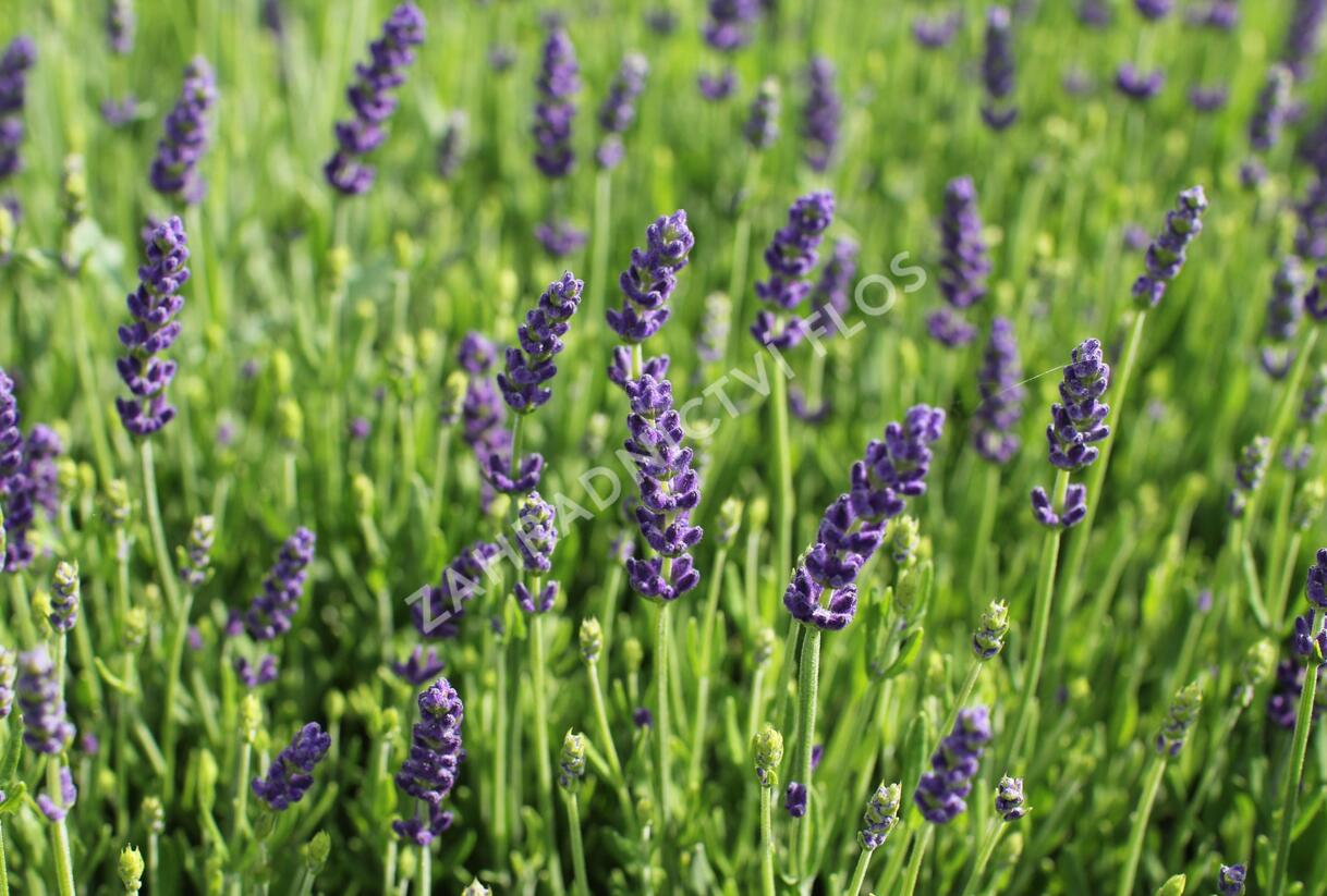 Levandule úzkolistá 'Not Normal Compact Blue' - Lavandula angustifolia 'Not Normal Compact Blue'