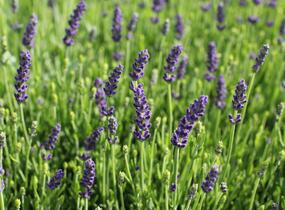 Levandule úzkolistá 'Not Normal Compact Blue' - Lavandula angustifolia 'Not Normal Compact Blue'