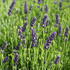 Lavandula angustifolia 'Not Normal Compact Blue'.JPG