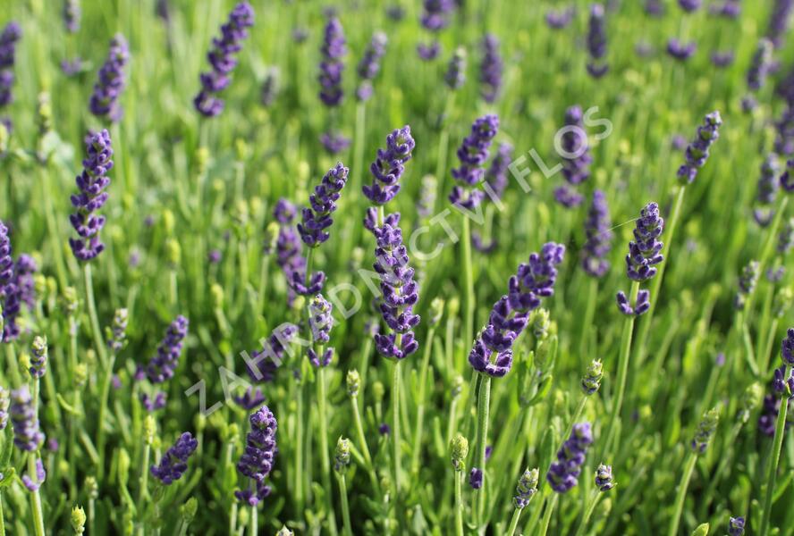 Levandule úzkolistá 'Not Normal Compact Blue' - Lavandula angustifolia 'Not Normal Compact Blue'
