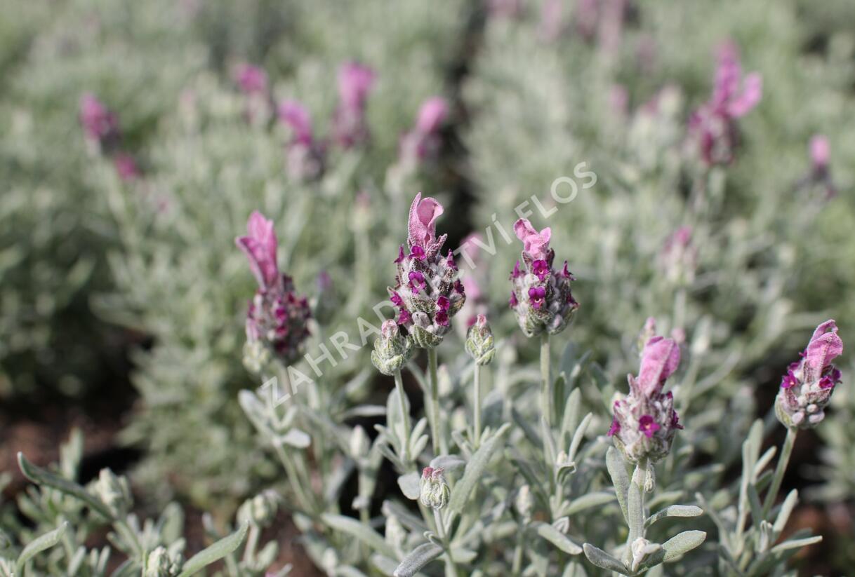 Levandule korunkatá 'Lamorosia Silver Rose' - Lavandula stoechas 'Lamorosia Silver Rose'