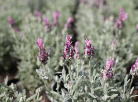 Levandule korunkatá 'Lamorosia Silver Rose' - Lavandula stoechas 'Lamorosia Silver Rose'