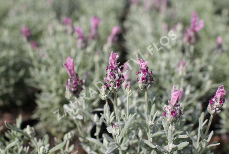 Levandule korunkatá 'Lamorosia Silver Rose' - Lavandula stoechas 'Lamorosia Silver Rose'