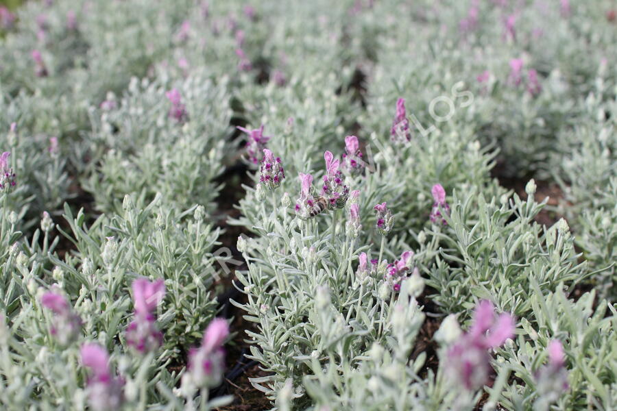 Levandule korunkatá 'Lamorosia Silver Rose' - Lavandula stoechas 'Lamorosia Silver Rose'