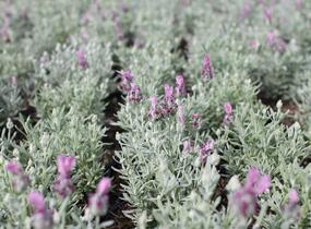 Levandule korunkatá 'Lamorosia Silver Rose' - Lavandula stoechas 'Lamorosia Silver Rose'
