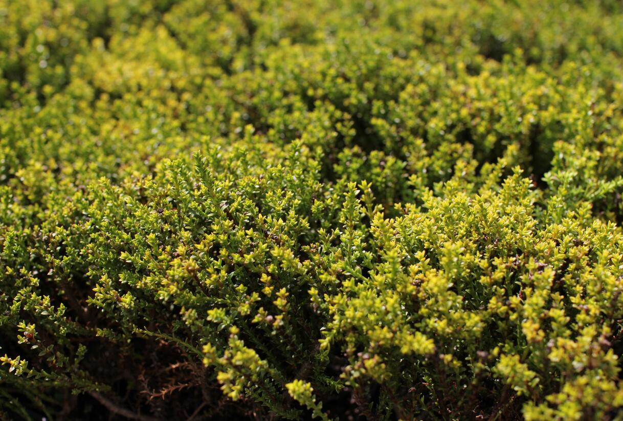 Hebe 'James Stirling' - Hebe 'James Stirling'